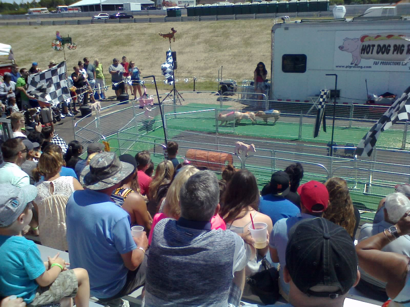 PIGS... IN... A RACE!